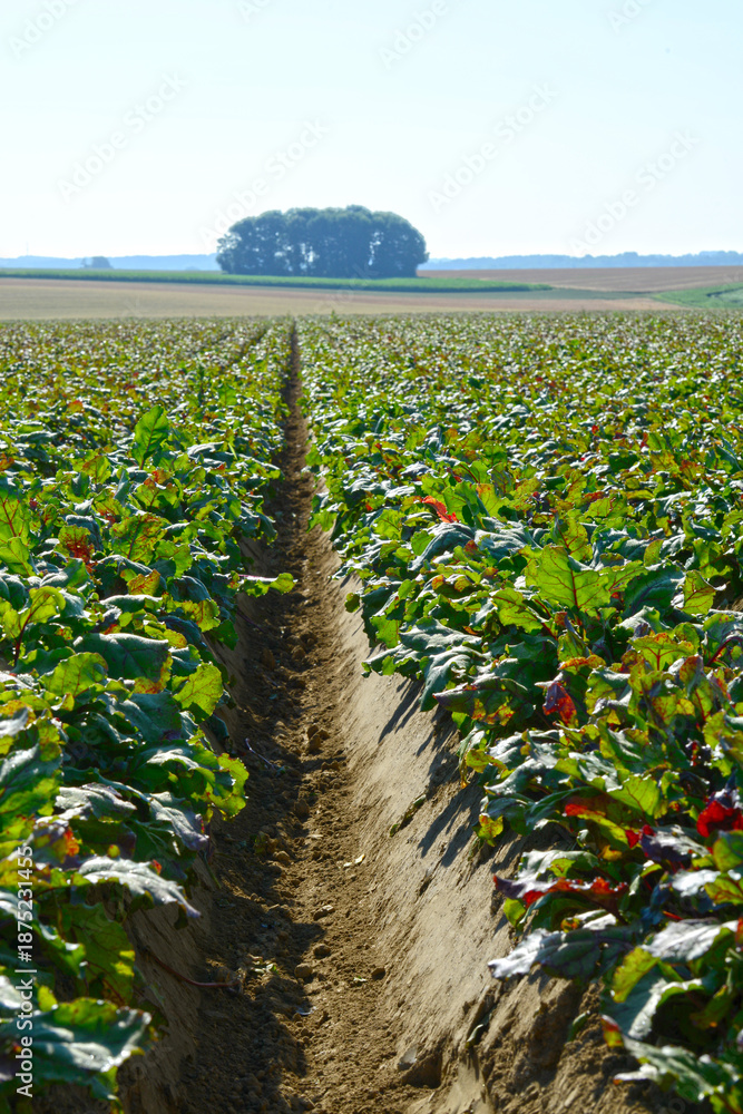 Fototapeta premium Rote Bete, Rote Beete, Rote Rübe, Beta vulgaris subsp., Feldanbau