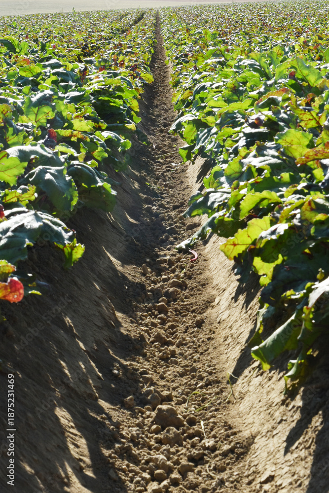 Fototapeta premium Rote Bete, Rote Beete, Rote Rübe, Beta vulgaris subsp., Feldanbau