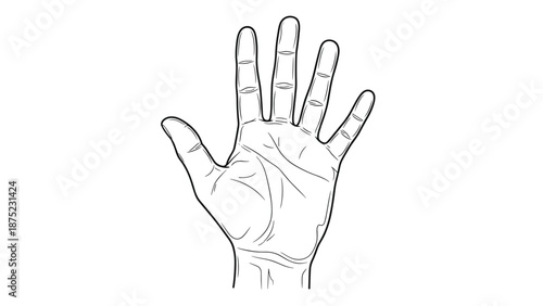Detailed line drawing of a human palm showing fingers and major lines used for palmistry and hand anatomy studies.