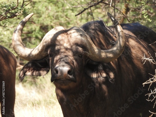 Buffalo in the bush