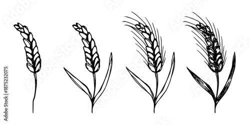 Set of hand drawn cereal wheat oat rye barley rice ears spikelet clipart Organic wheat bread agriculture farming harvest healthy food Single element for design print packaging label decor