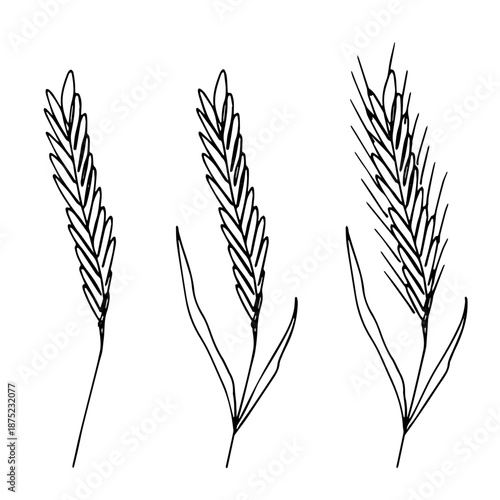 Set of hand drawn cereal wheat oat rye barley rice ears spikelet clipart Organic wheat bread agriculture farming harvest healthy food Single element for design print packaging label decor
