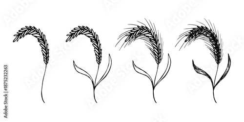 Set of hand drawn cereal wheat oat rye barley rice ears spikelet clipart Organic wheat bread agriculture farming harvest healthy food Single element for design print packaging label decor