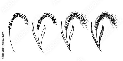Set of hand drawn cereal wheat oat rye barley rice ears spikelet clipart Organic wheat bread agriculture farming harvest healthy food Single element for design print packaging label decor