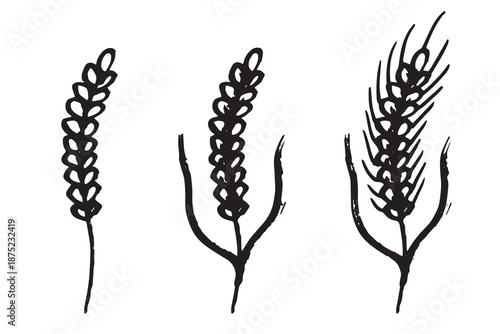Set of hand drawn cereal wheat oat rye barley rice ears spikelet clipart Organic wheat bread agriculture farming harvest healthy food Single element for design print packaging label decor