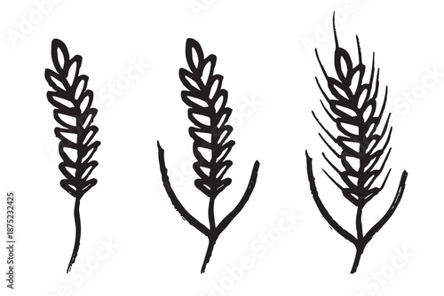 Set of hand drawn cereal wheat oat rye barley rice ears spikelet clipart Organic wheat bread agriculture farming harvest healthy food Single element for design print packaging label decor