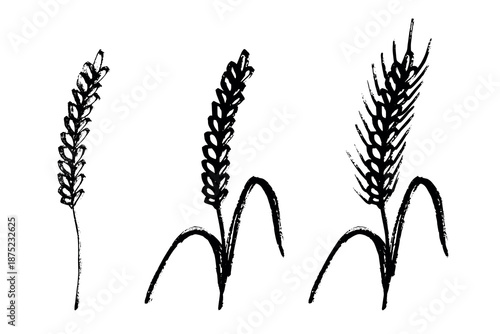 Set of hand drawn cereal wheat oat rye barley rice ears spikelet clipart Organic wheat bread agriculture farming harvest healthy food Single element for design print packaging label decor