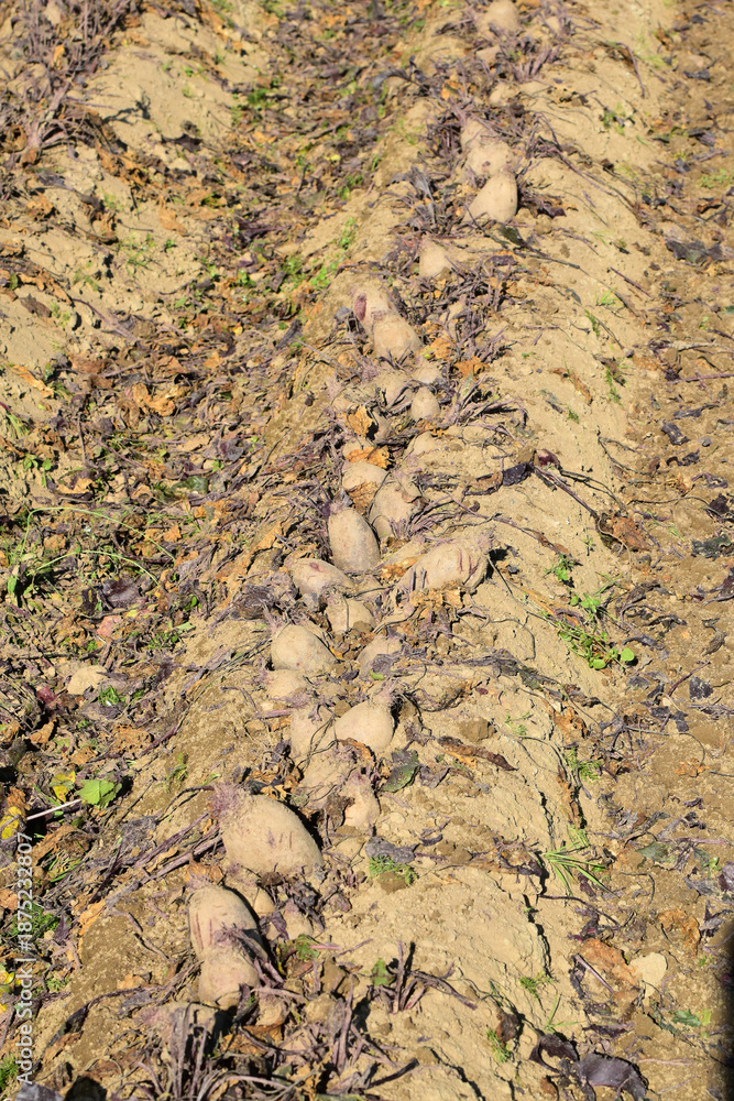 Fototapeta premium Rote Bete, Rote Beete, Rote Rübe, Beta vulgaris subsp., Feldanbau