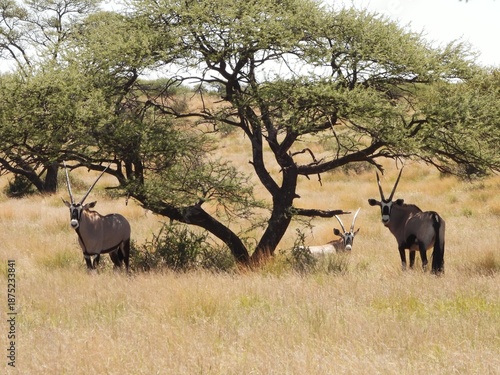 Gemsbok under a tree