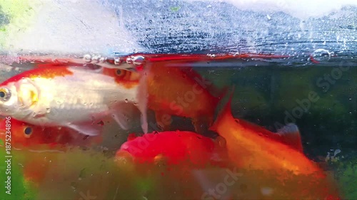 Colorful koi fish visible near pond water surface with underwater view and natural light details. Nature aquatic concept
