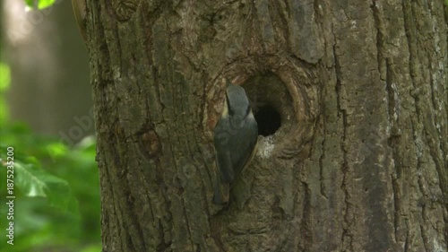 nuthatch brings food and removes fecal sac from nest