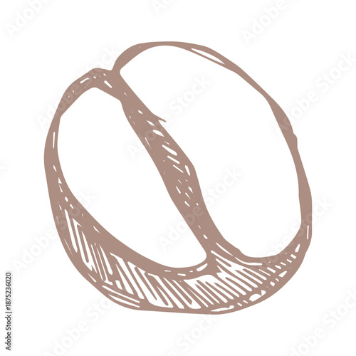 Hand drawn fresh roasted coffee bean Arabica robusta seed doodle Single element for print, web, design, decor