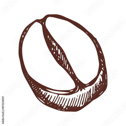Hand drawn fresh roasted coffee bean Arabica robusta seed doodle Single element for print, web, design, decor