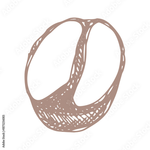 Hand drawn fresh roasted coffee bean Arabica robusta seed doodle Single element for print, web, design, decor