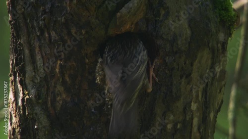starling feeding young bird at breeding hole during nesting season