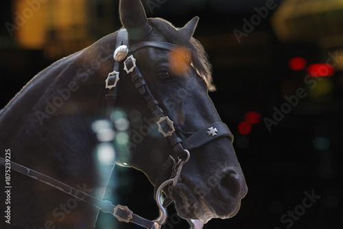 Portrait of a horse with different backgrounds. Year of the Fire Horse (Bing Wu).Chinese New Year 2026.