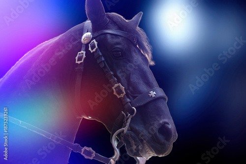 Portrait of a horse with different backgrounds. Year of the Fire Horse (Bing Wu).Chinese New Year 2026.