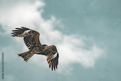 Black kite in flight
