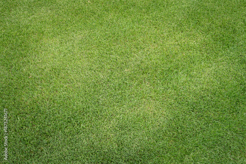 green grass background