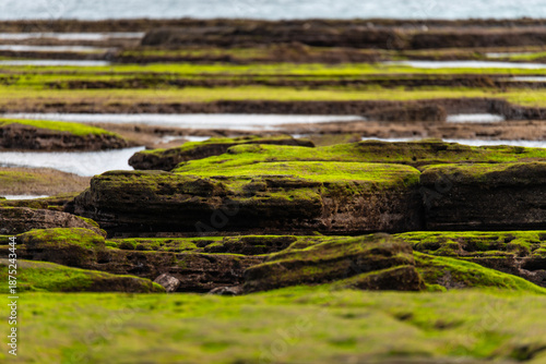 moss-covered rocks at the beach in Jeju Island, South Korea