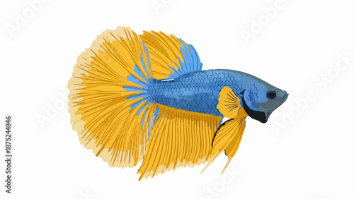 A blue and yellow Betta fish with flowing fins
