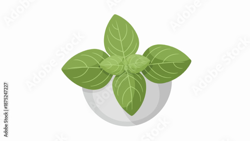 A close-up, top-down view of fresh green basil leaves in a white pot