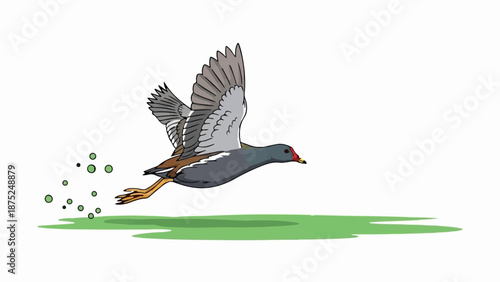 A grey bird with red markings around its eye flies over green grass, scattering droplets