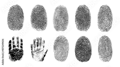 set of human fingerprint vector illustration  texture 