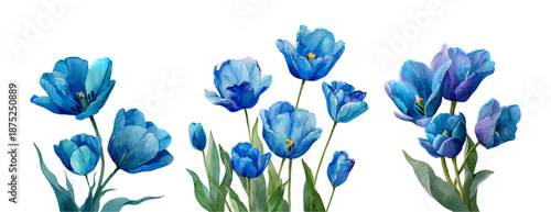 Spring tulip collection featuring blue blossoms and delicate petals. Botanical flower set ideal for greeting cards, March celebrations, watercolor art, and fresh tulip compositions. 