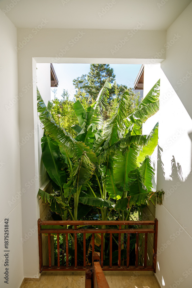 Fototapeta premium A view from a corridor or balcony looking out onto lush green banana trees, with a simple wooden railing, creating a serene, sunny atmosphere typical of a resort or a Mediterranean villa
