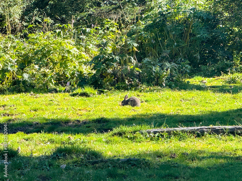 Wallpaper Mural Wild Rabbit Resting on Grass in Lush Green Habitat During Daylight Torontodigital.ca