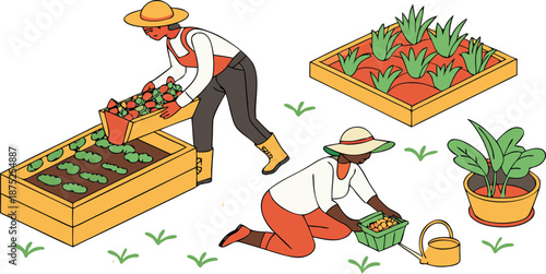 Community Gardeners Harvesting Organic Vegetables from Raised Beds, Urban Agriculture and Sustainability Concept Illustration
