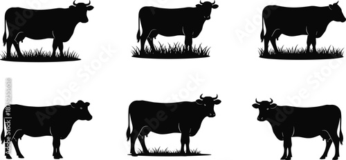 Cow silhouette set, farm cattle standing poses, black vector livestock illustrations for agriculture, dairy, ranch, rural, nature, design
