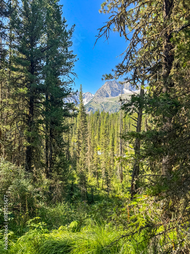 Wallpaper Mural Lush Green Forest Landscape with Pine Trees and Majestic Mountain View Torontodigital.ca