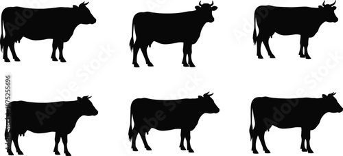 Cow silhouette set, black cattle farm animal shapes, livestock collection, rural agriculture concept, beef and dairy cow vector icons