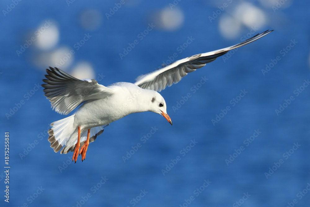 Fototapeta premium Black-headed gull in flight over the lake