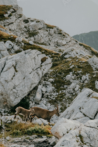 Wild Ibex in Triglav National Park in Slovenia's Julian Alps