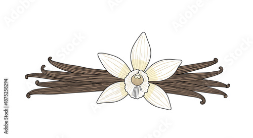 Realistic hand-drawn illustration of a white vanilla orchid flower accompanied by several long dark brown vanilla bean pods.