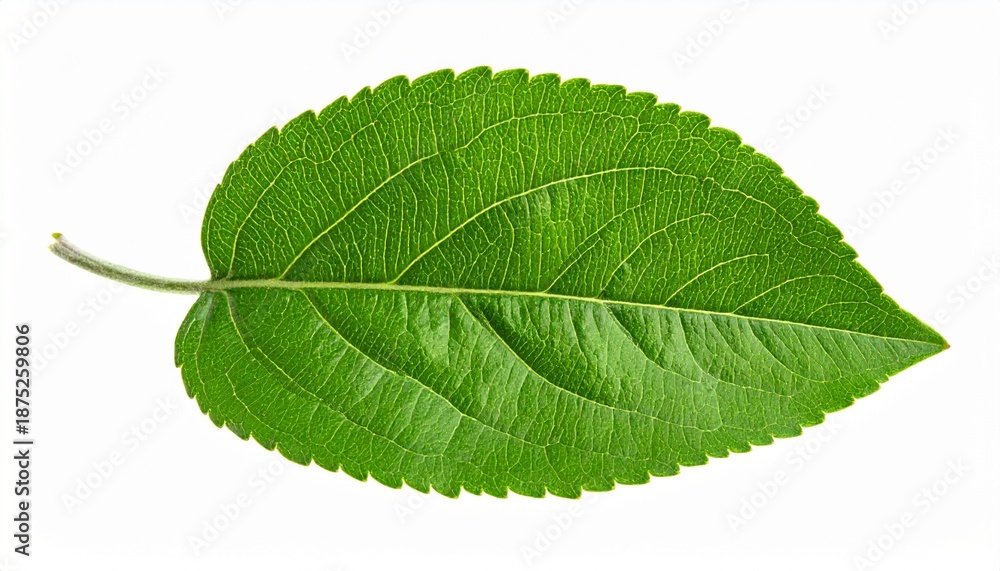Obraz premium Green leaf with serrated edges and central vein—fresh botanical specimen on white background for plant studies.