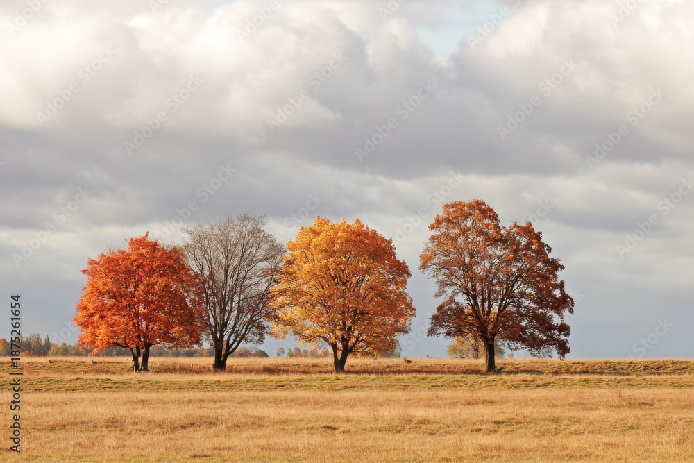 Fototapeta premium Autumn Trees Landscape in Field