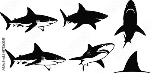 Shark silhouette and illustration set, aggressive great white shark poses with fin, marine predator collection, ocean wildlife vector icons