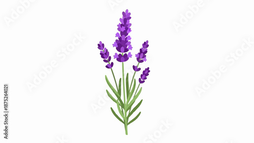 A sprig of delicate purple lavender with green foliage on a white background