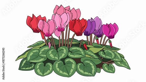 A vibrant cluster of cyclamen flowers in shades of pink, red, and purple