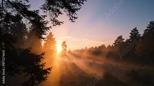 Sunlight piercing through forest trees creating atmospheric and scenic vistas