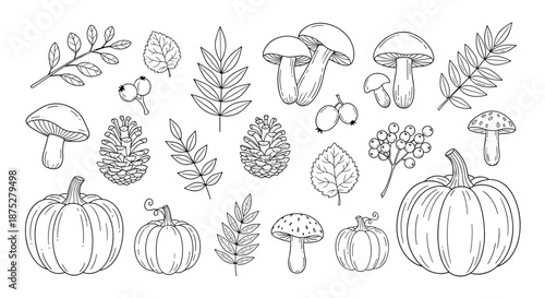Set of hand-drawn autumn elements including various mushrooms, pumpkins, pine cones, and fallen leaves in a rustic sketch style.