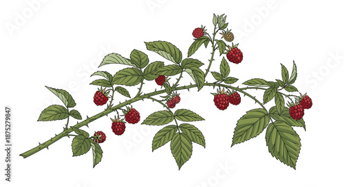 Detailed botanical illustration of a wild raspberry branch with ripe red berries and green leaves against a plain white background.