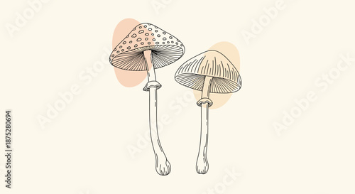 Artistic line drawing of two different mushrooms with detailed gills and stems set against soft beige organic shapes on a light background.