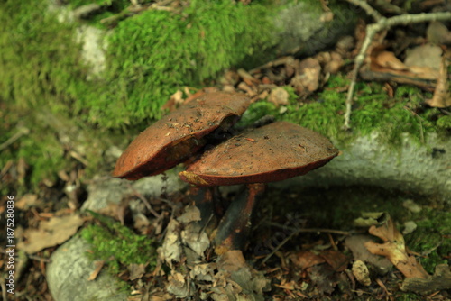 Wild boletus mushroom pair growing on mossy fallen tree trunk