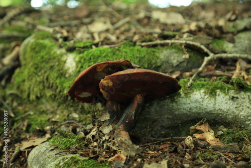 Wild boletus mushroom on moss covered fallen log in quiet woodland