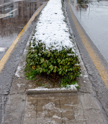 Snow covering green hedge next to wet urban road